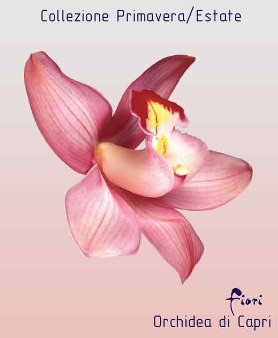 орхидеи черутти